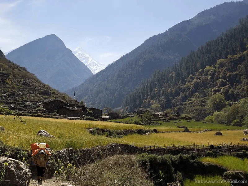 Terraced farm in Tsum