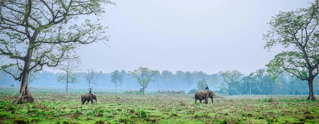 Jungle Safari tour in Autumn - Chitwan National Park