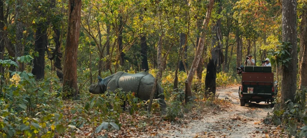 One Horned Rhino - Chitwan National Park Jungle Safari